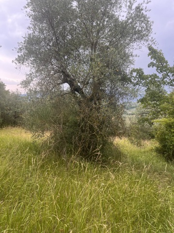 Terreno Edificabile in vendita a Stroncone