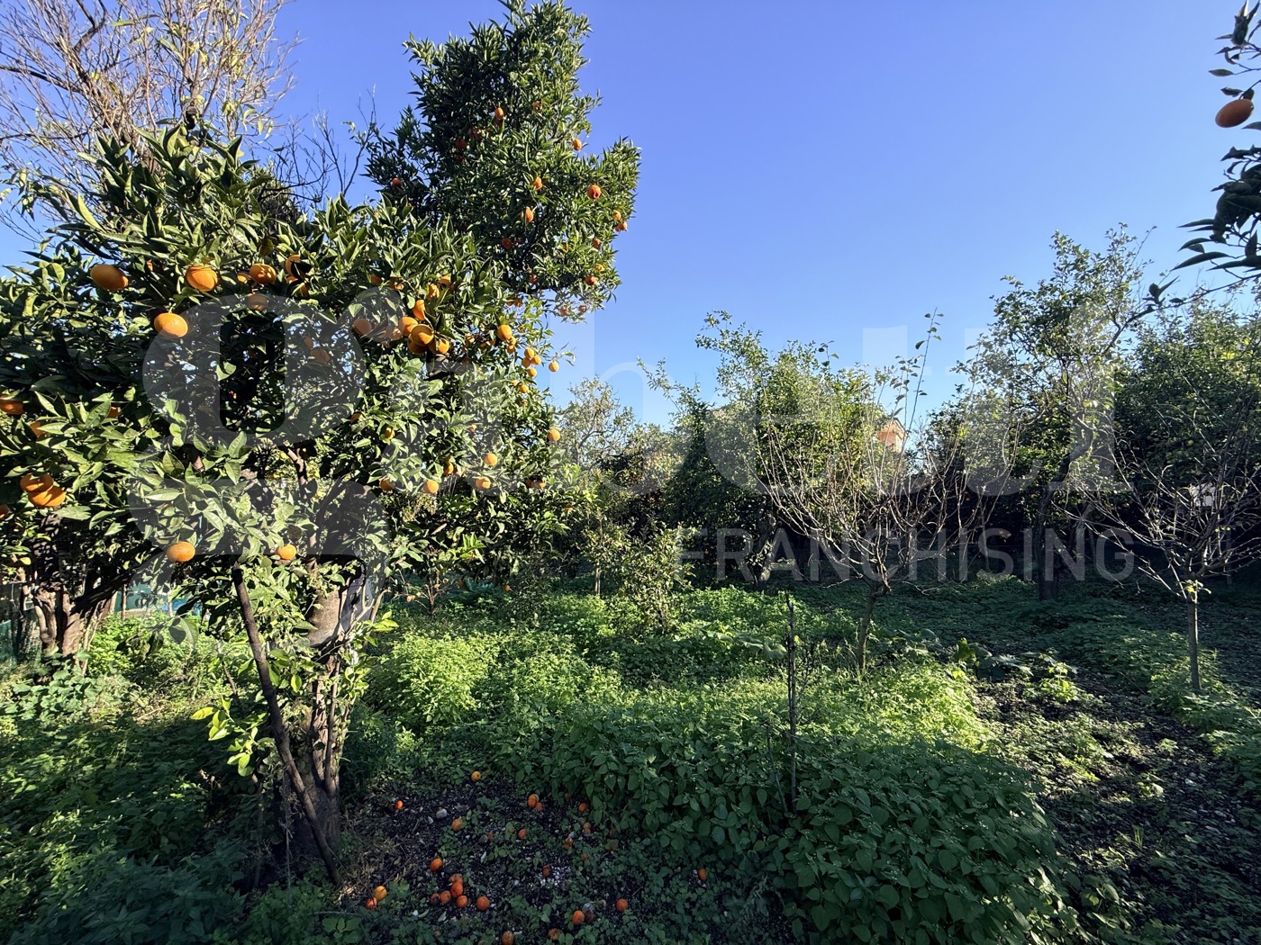Terreno Agricolo in vendita a Sant'Egidio del Monte Albino