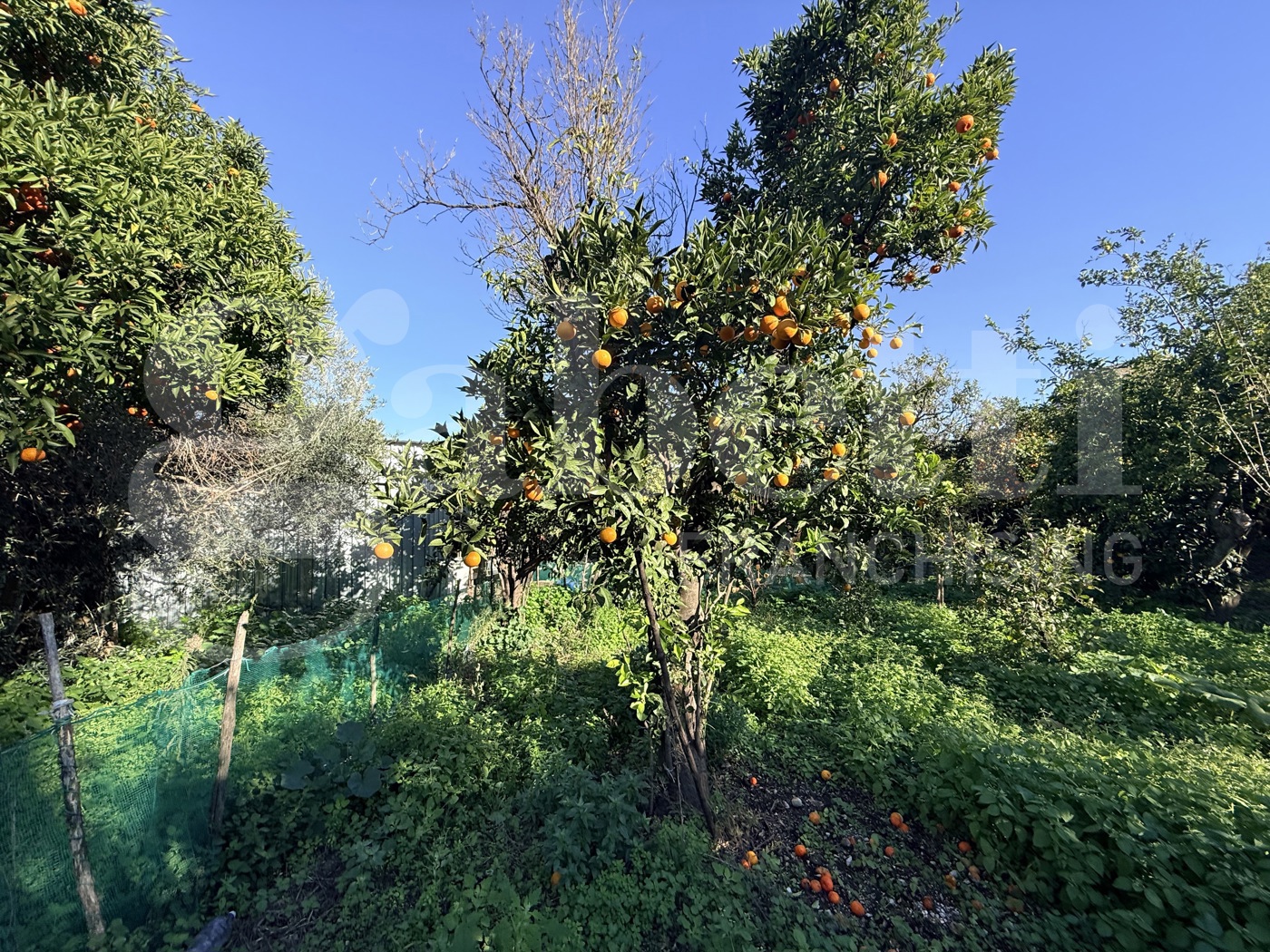 Terreno Agricolo in vendita a Sant'Egidio del Monte Albino