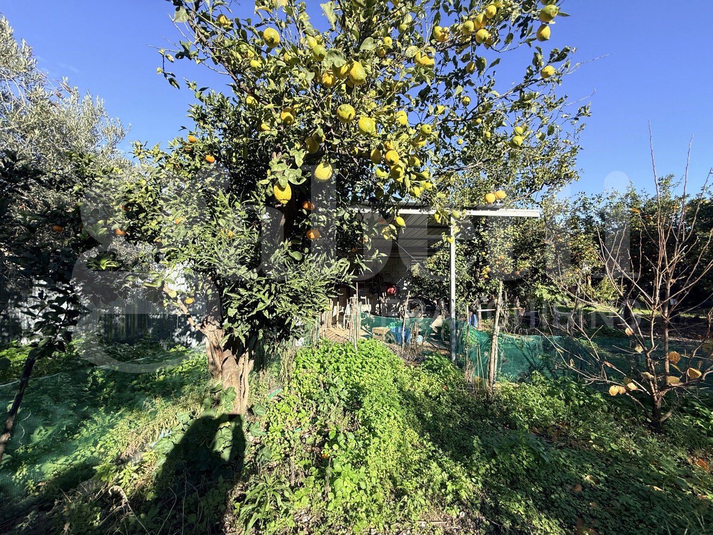 Terreno Agricolo in vendita a Sant'Egidio del Monte Albino