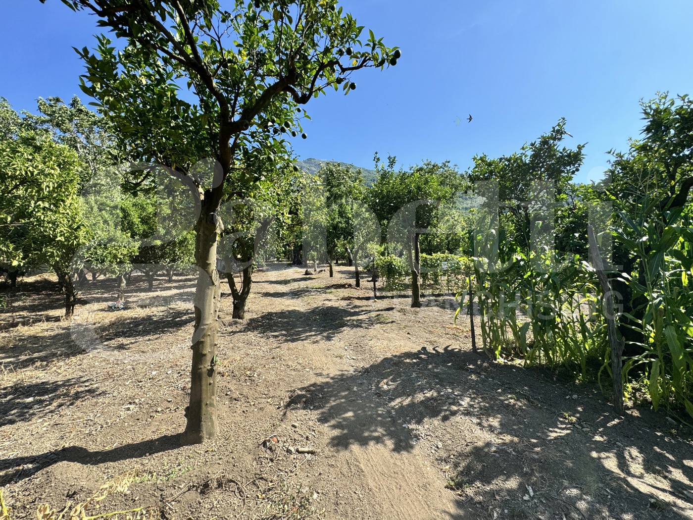 Terreno Agricolo in vendita a Angri