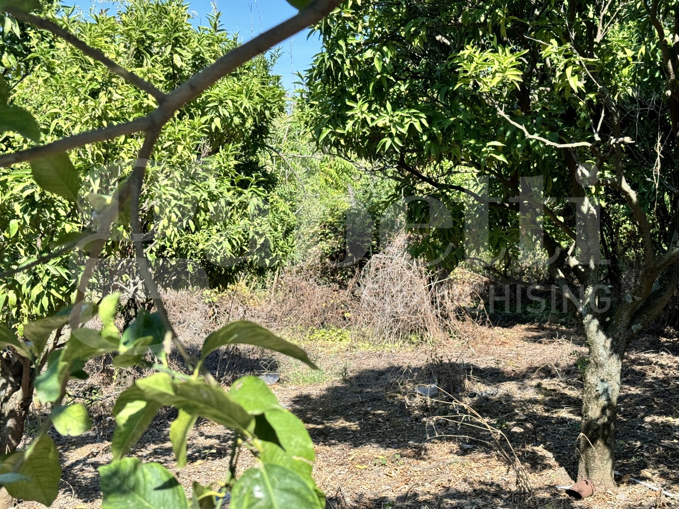 Terreno Agricolo in vendita a Angri
