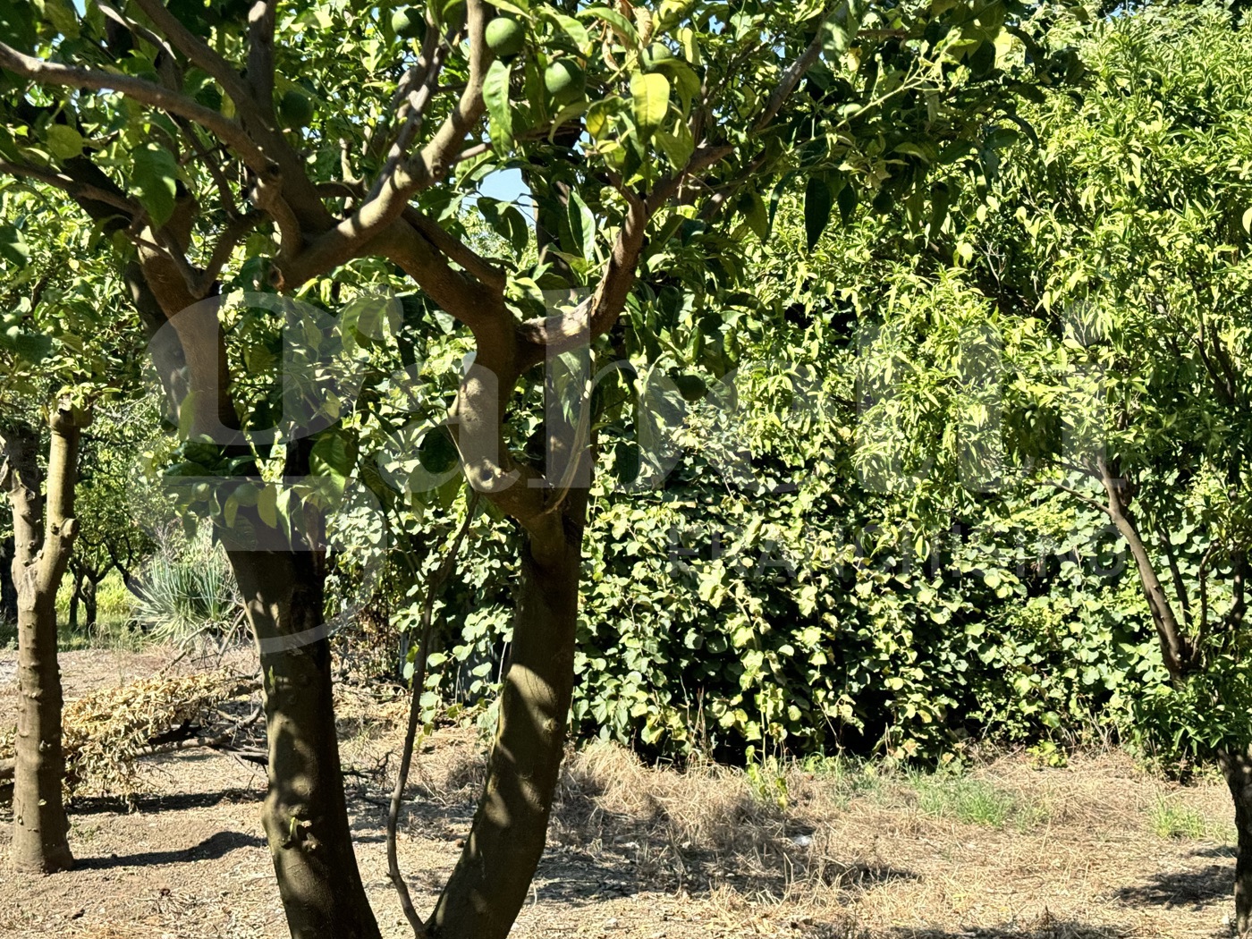 Terreno Agricolo in vendita a Angri