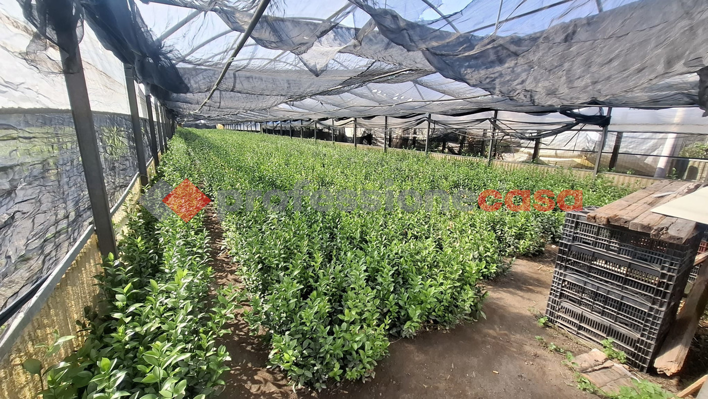 Terreno Agricolo in vendita a Pompei