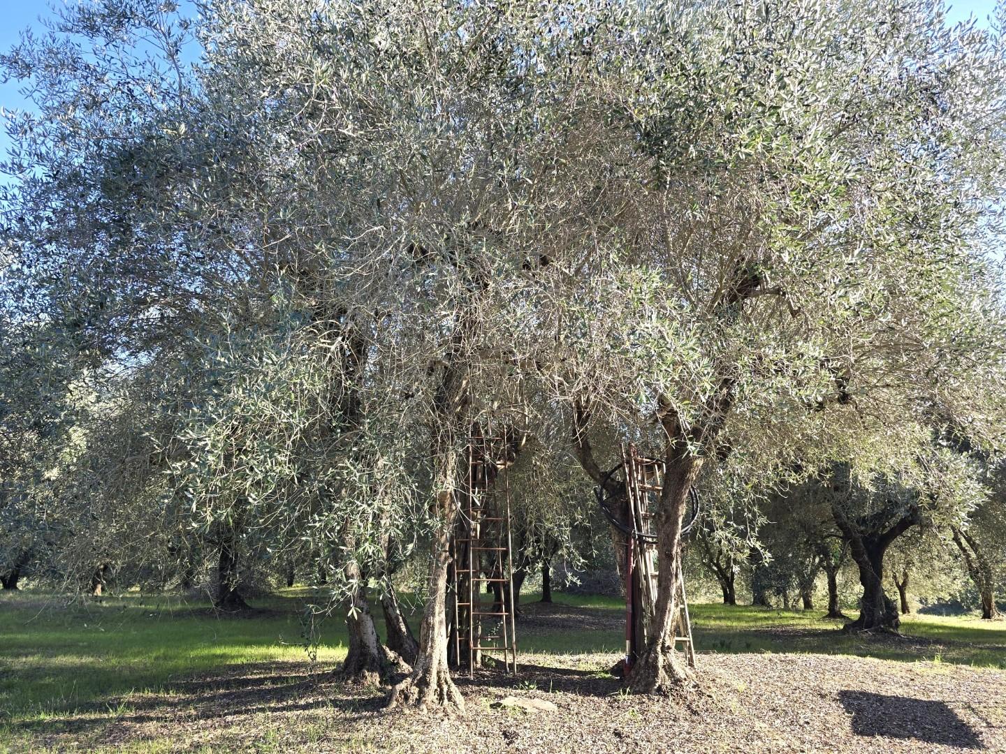 immagine annuncio 2 di 6