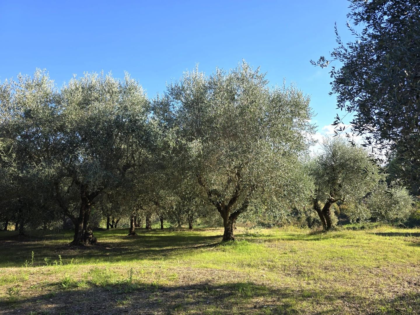 immagine annuncio 4 di 6