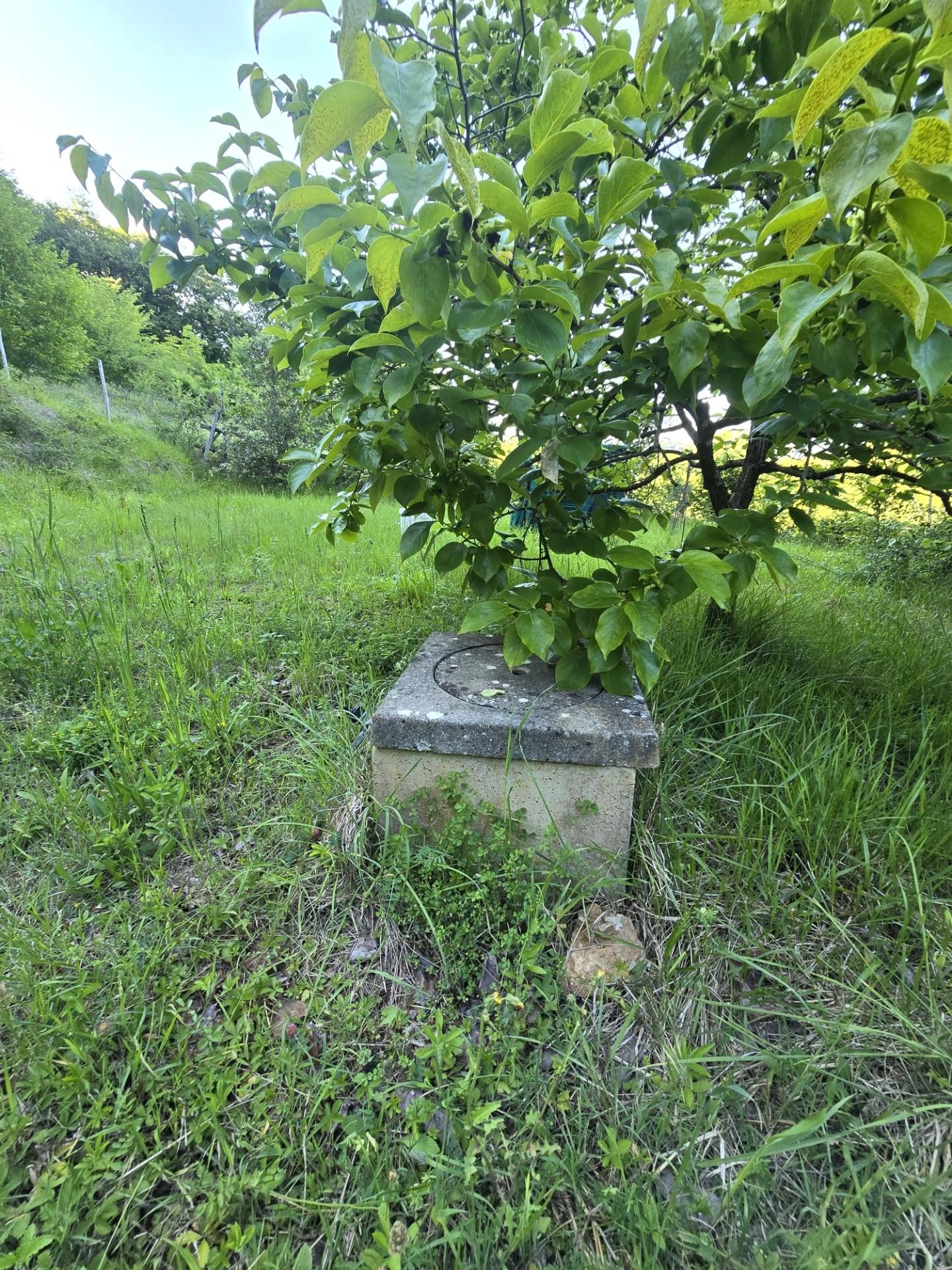 immagine annuncio 5 di 6