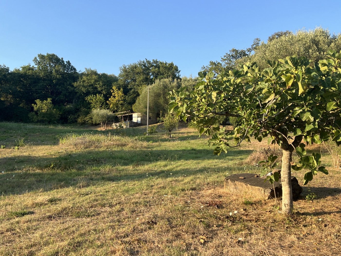 Terreno Agricolo in vendita a Roccagloriosa