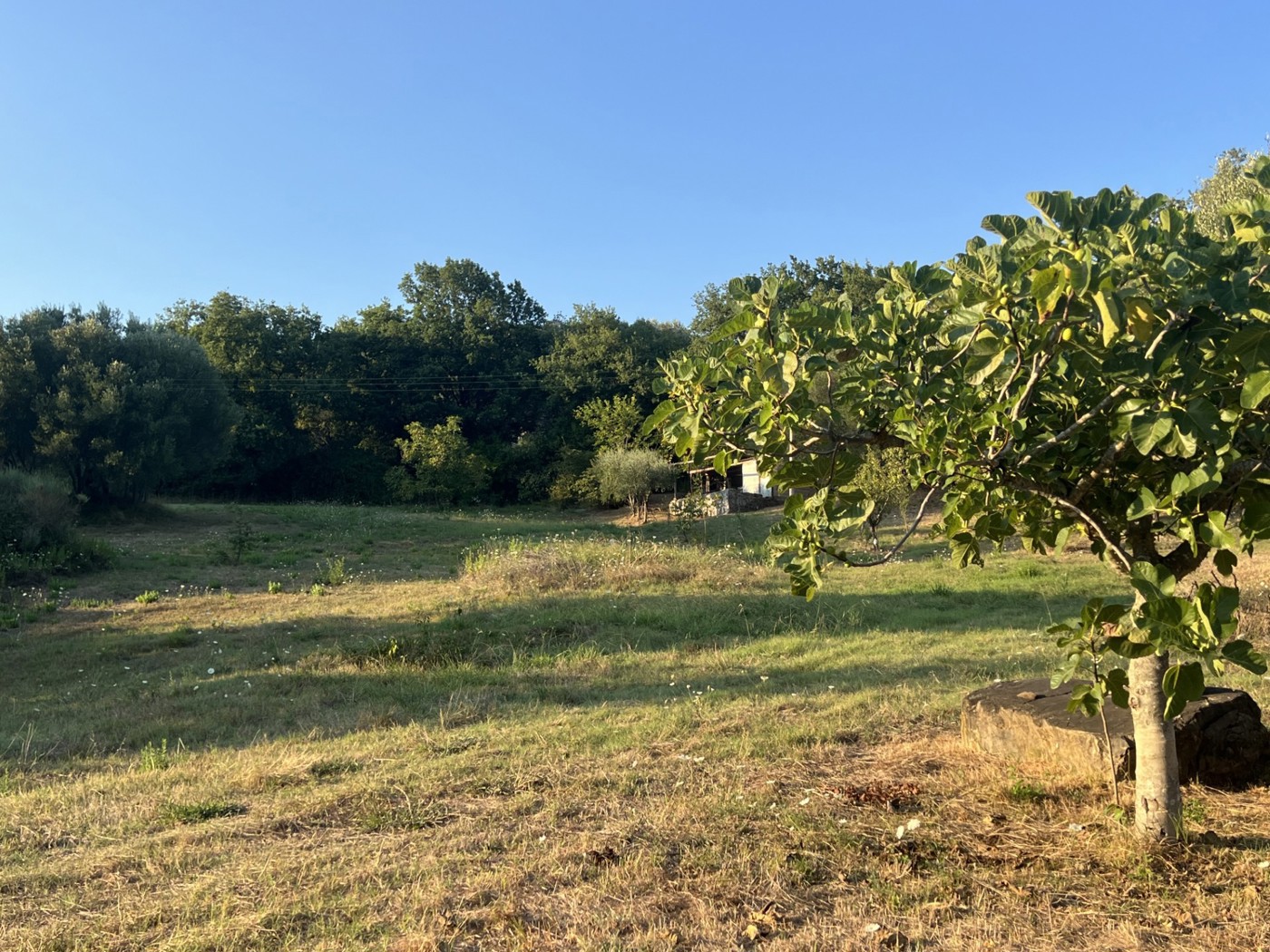 Terreno Agricolo in vendita a Roccagloriosa