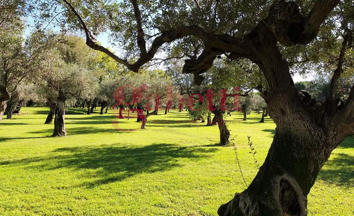 Terreno Agricolo in vendita a Venafro