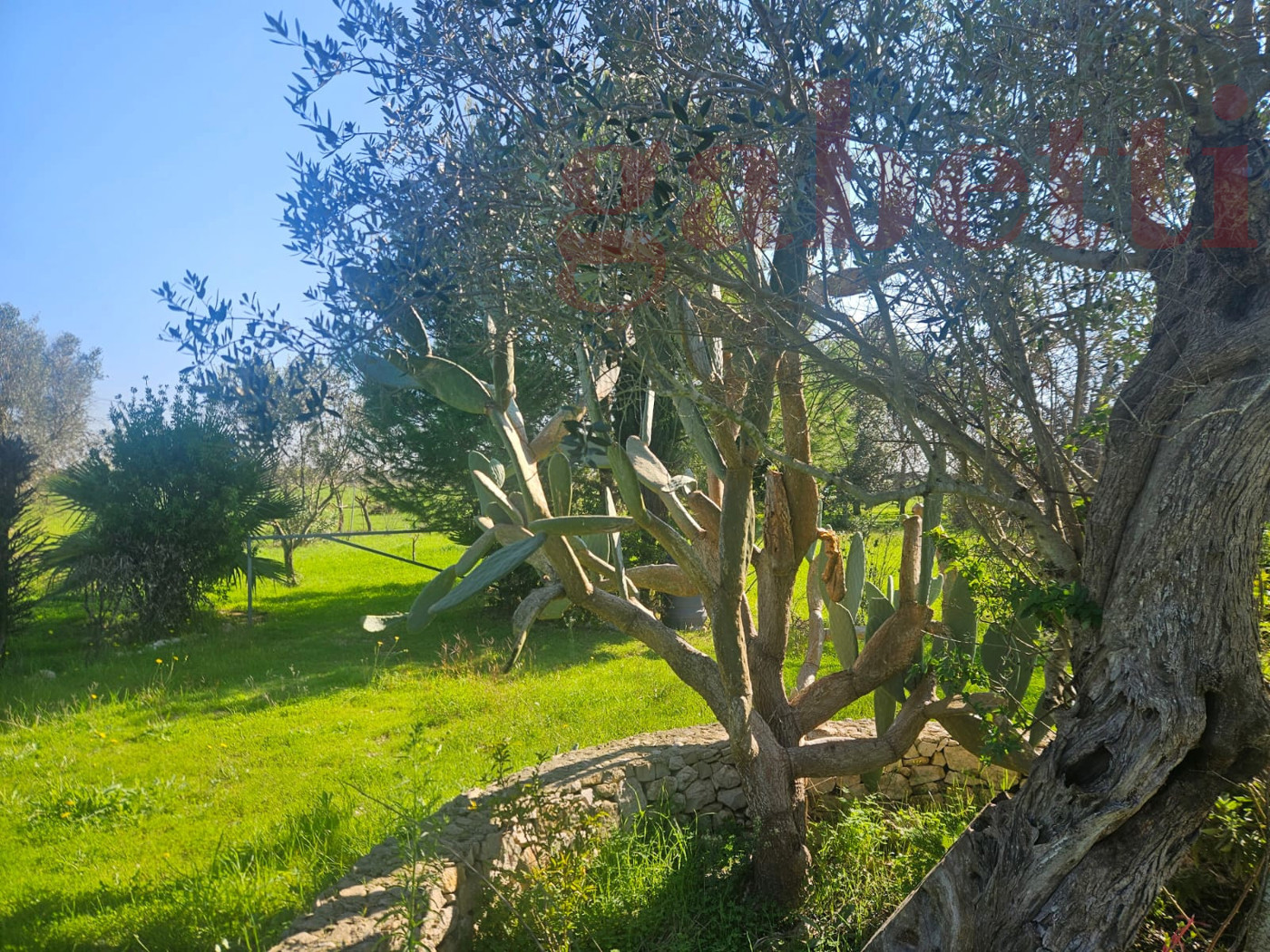 Terreno Agricolo in vendita a Copertino
