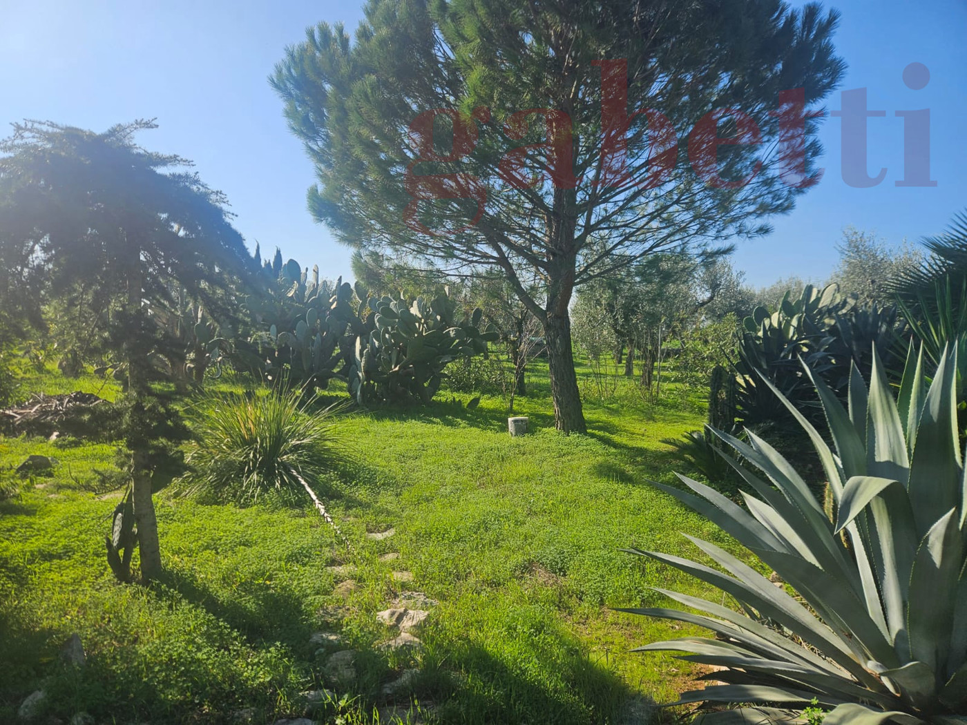 Terreno Agricolo in vendita a Copertino