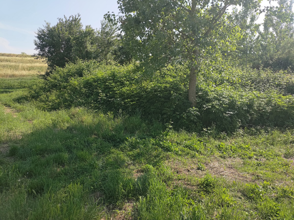 Rustico da ristrutturare a Papozze