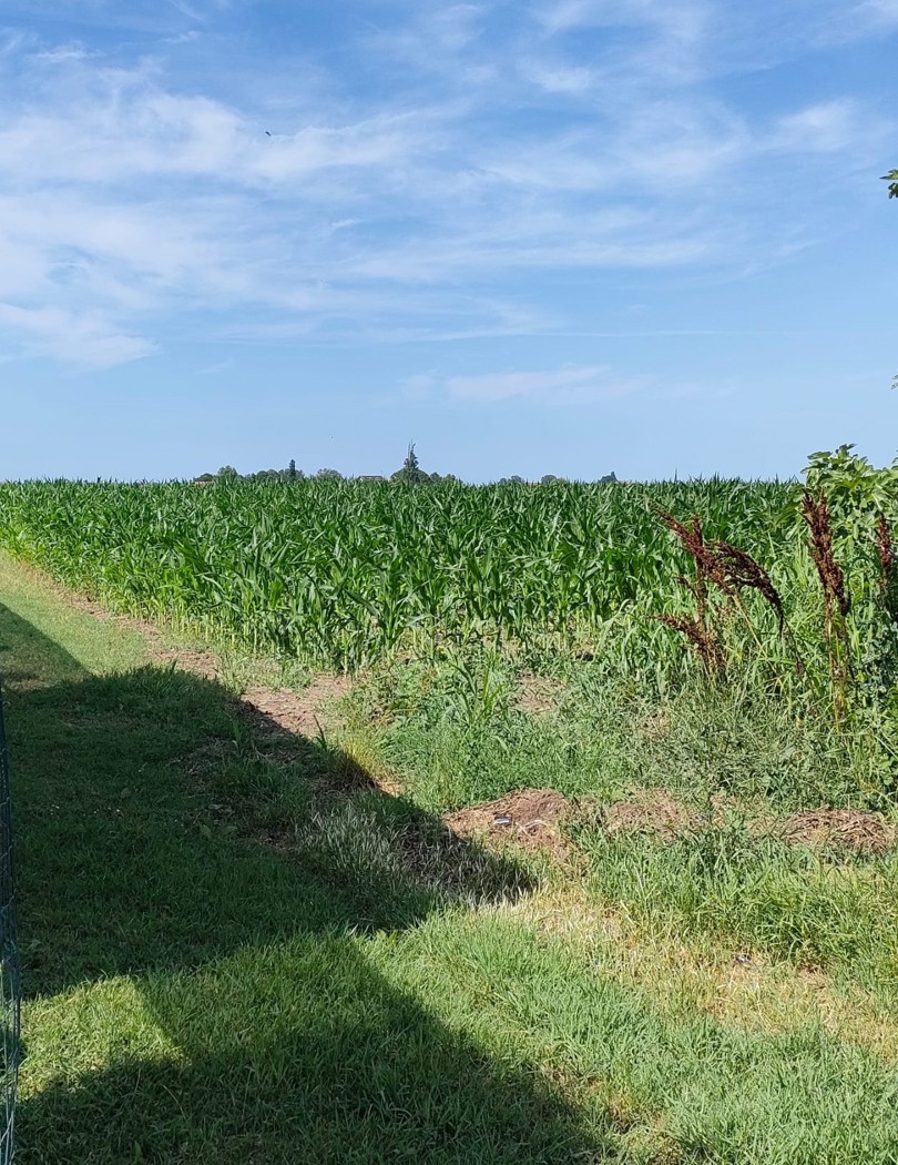 Terreno Agricolo in vendita a Corbola