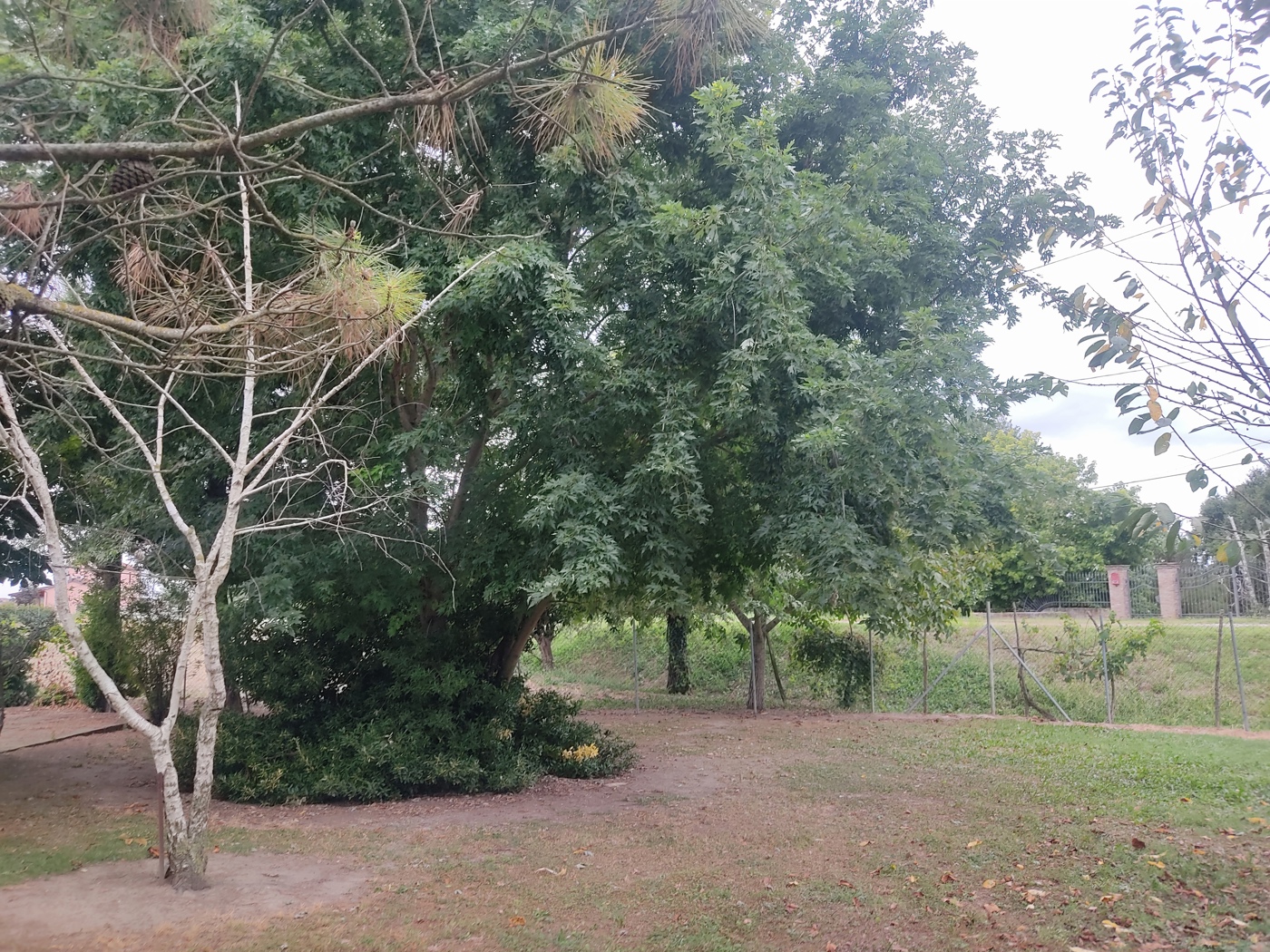 immagine annuncio 7 di 10