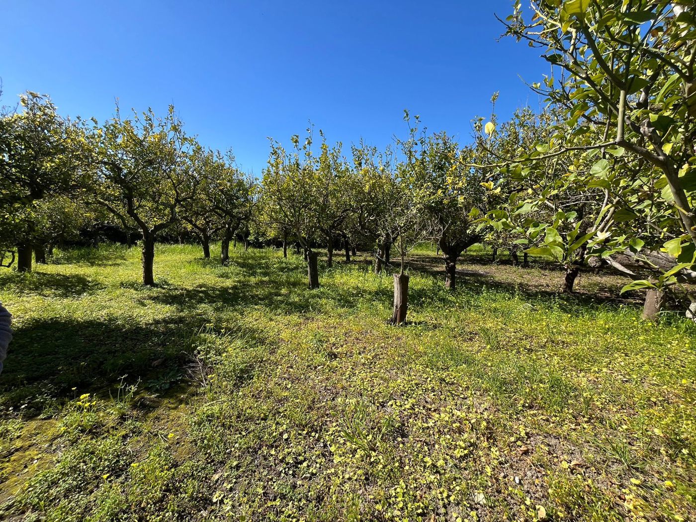 Terreno Agricolo in vendita a Barcellona Pozzo di Gotto