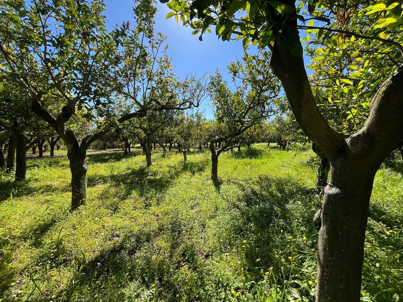 Terreno Agricolo in vendita a Barcellona Pozzo di Gotto