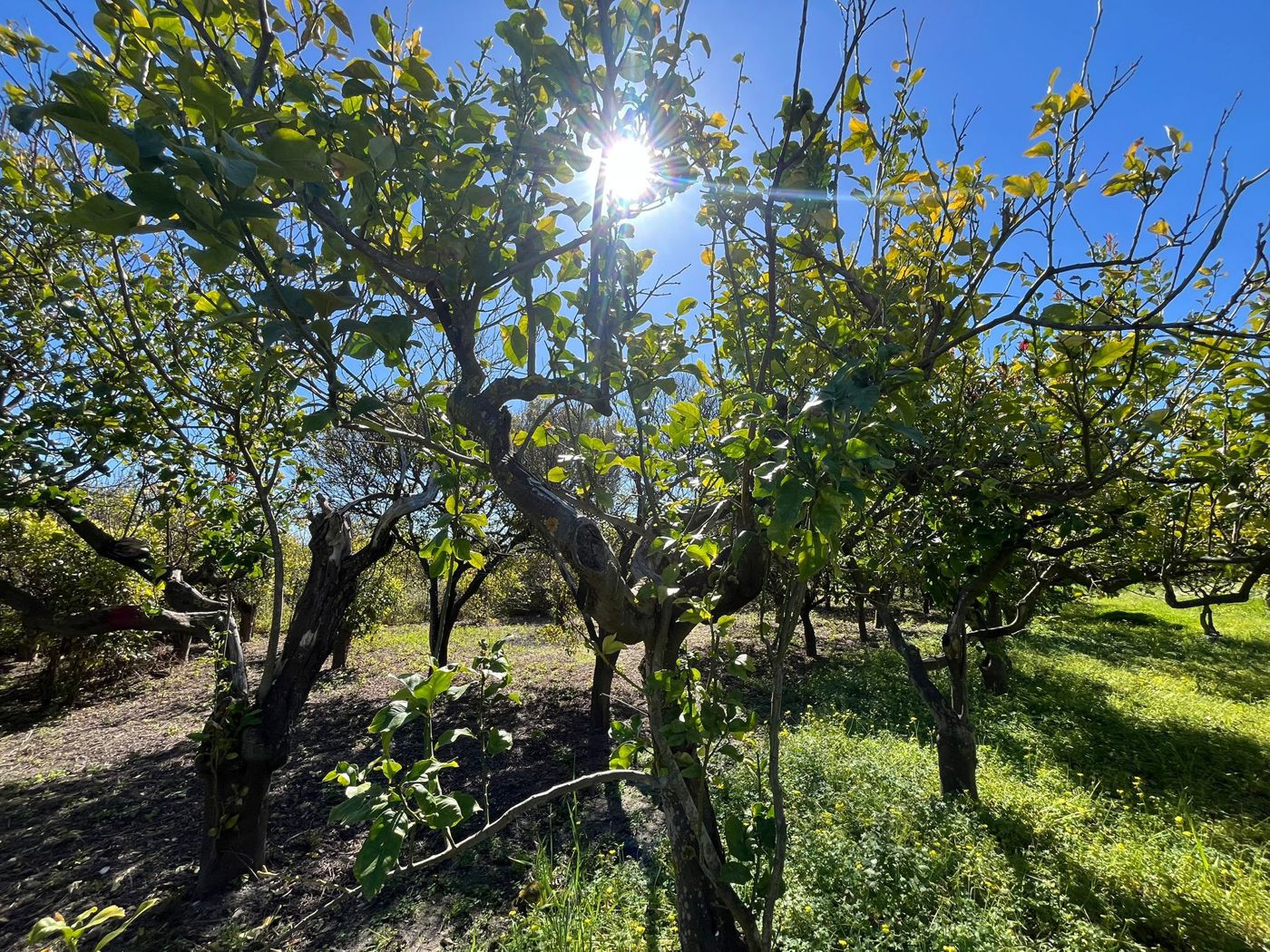 Terreno Agricolo in vendita a Barcellona Pozzo di Gotto
