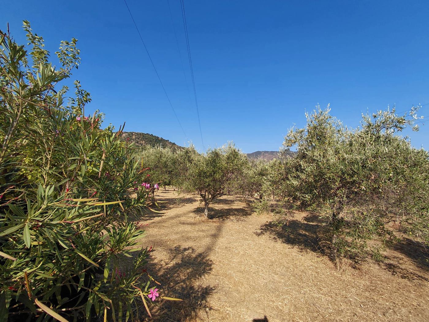 Terreno Agricolo in vendita a Falcone