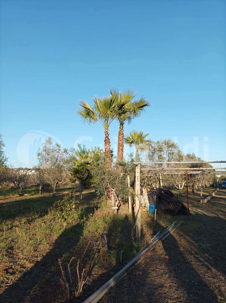 Terreno Agricolo in affitto a Parabita