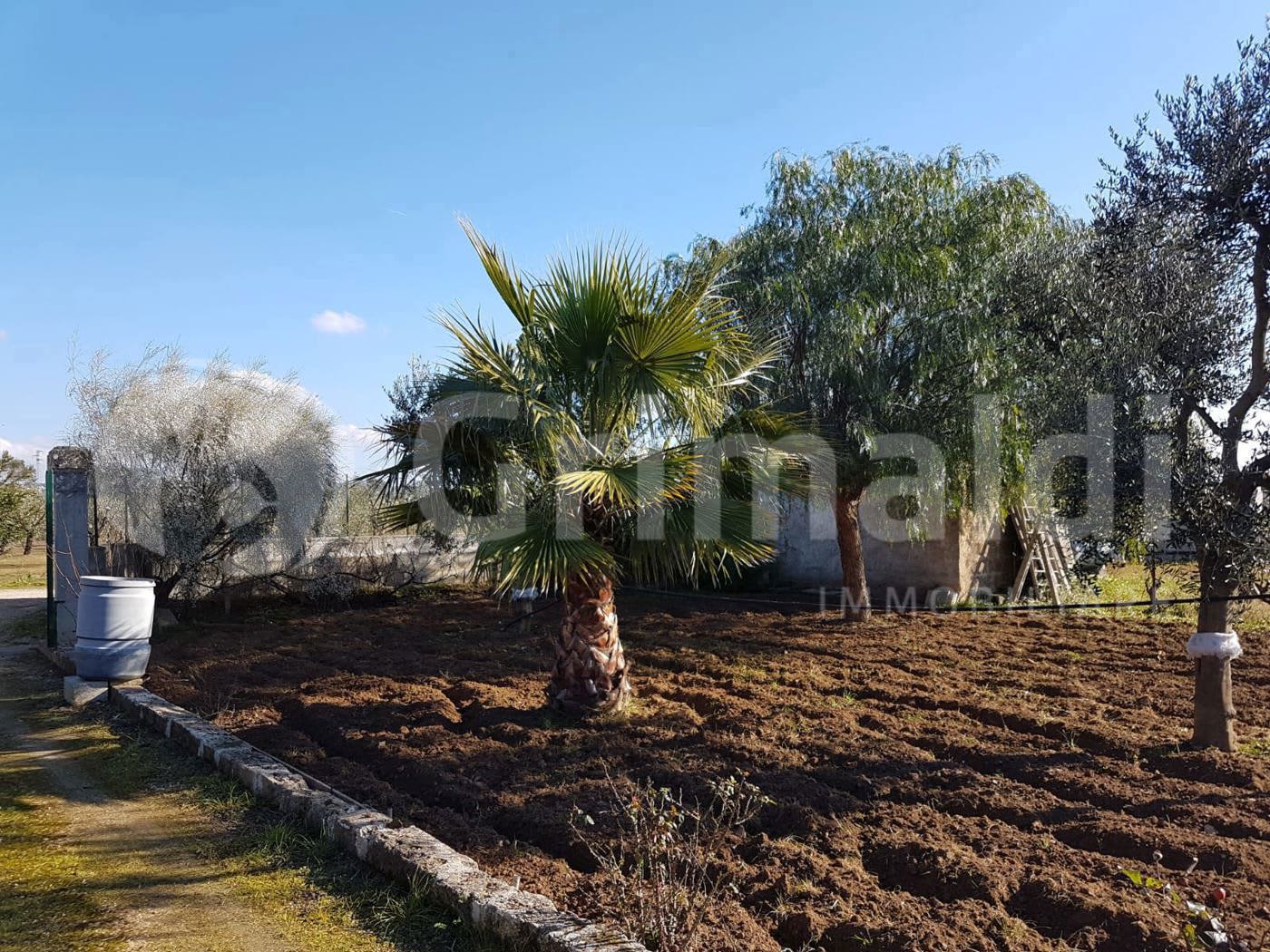 Terreno Agricolo in affitto a Parabita