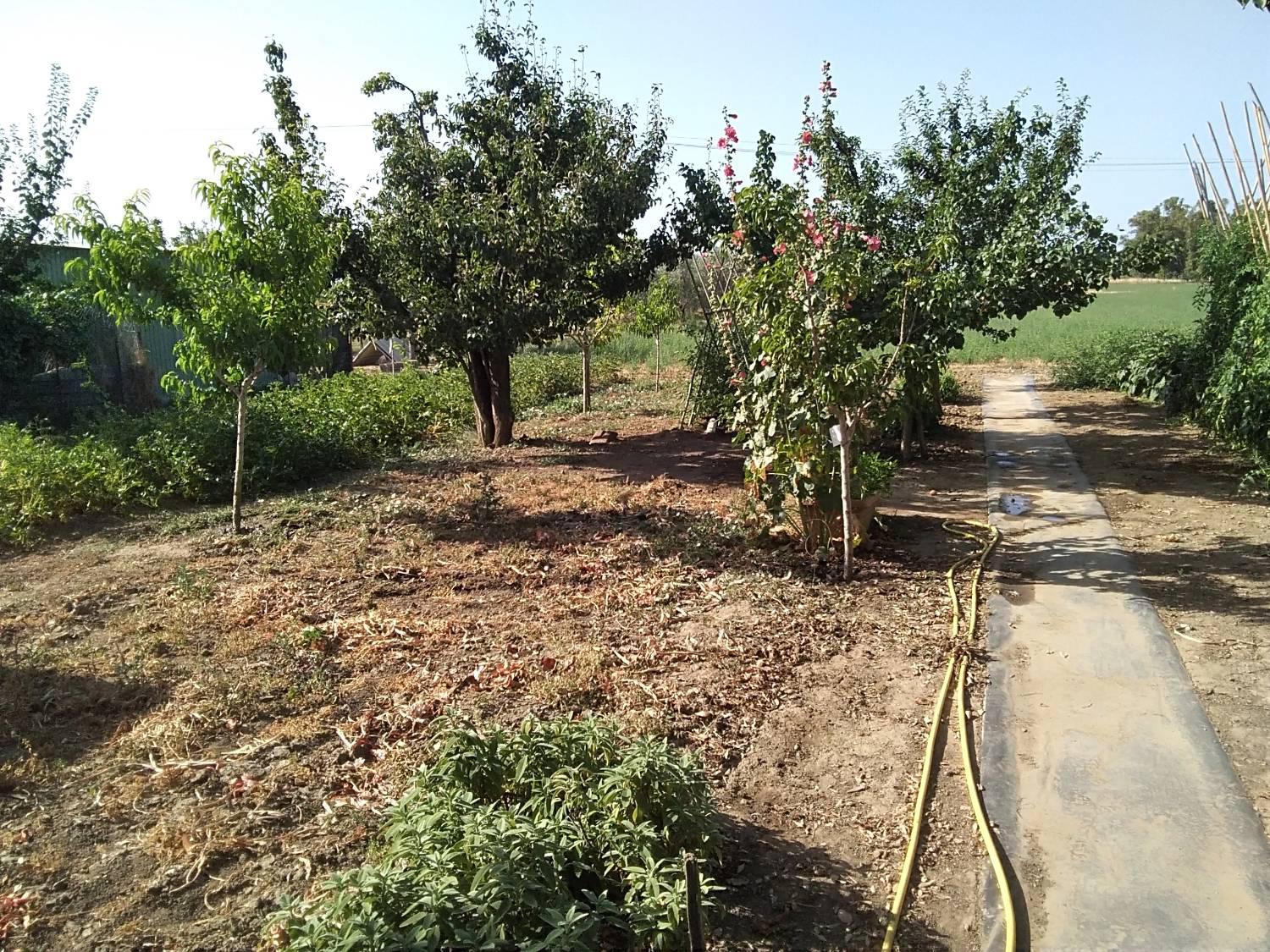 Terreno Agricolo in vendita a Campiglia Marittima