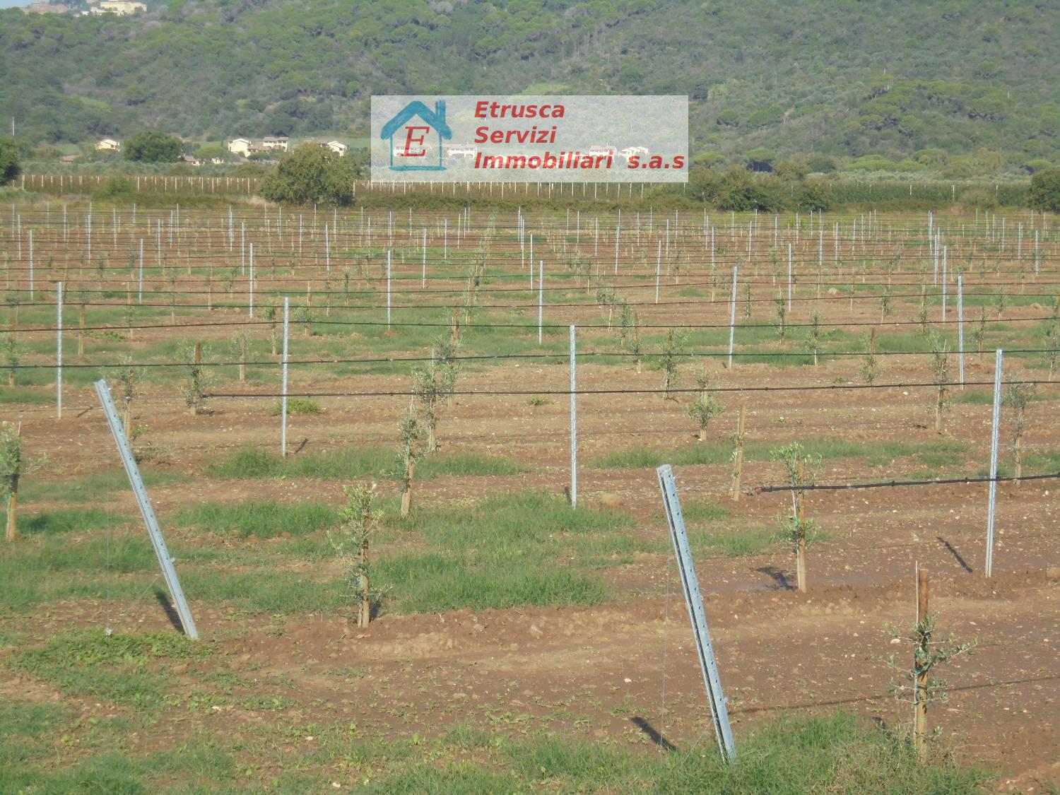 Terreno Agricolo in vendita a Suvereto