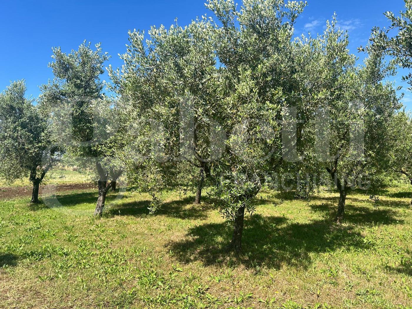 Terreno Agricolo in vendita a Latina