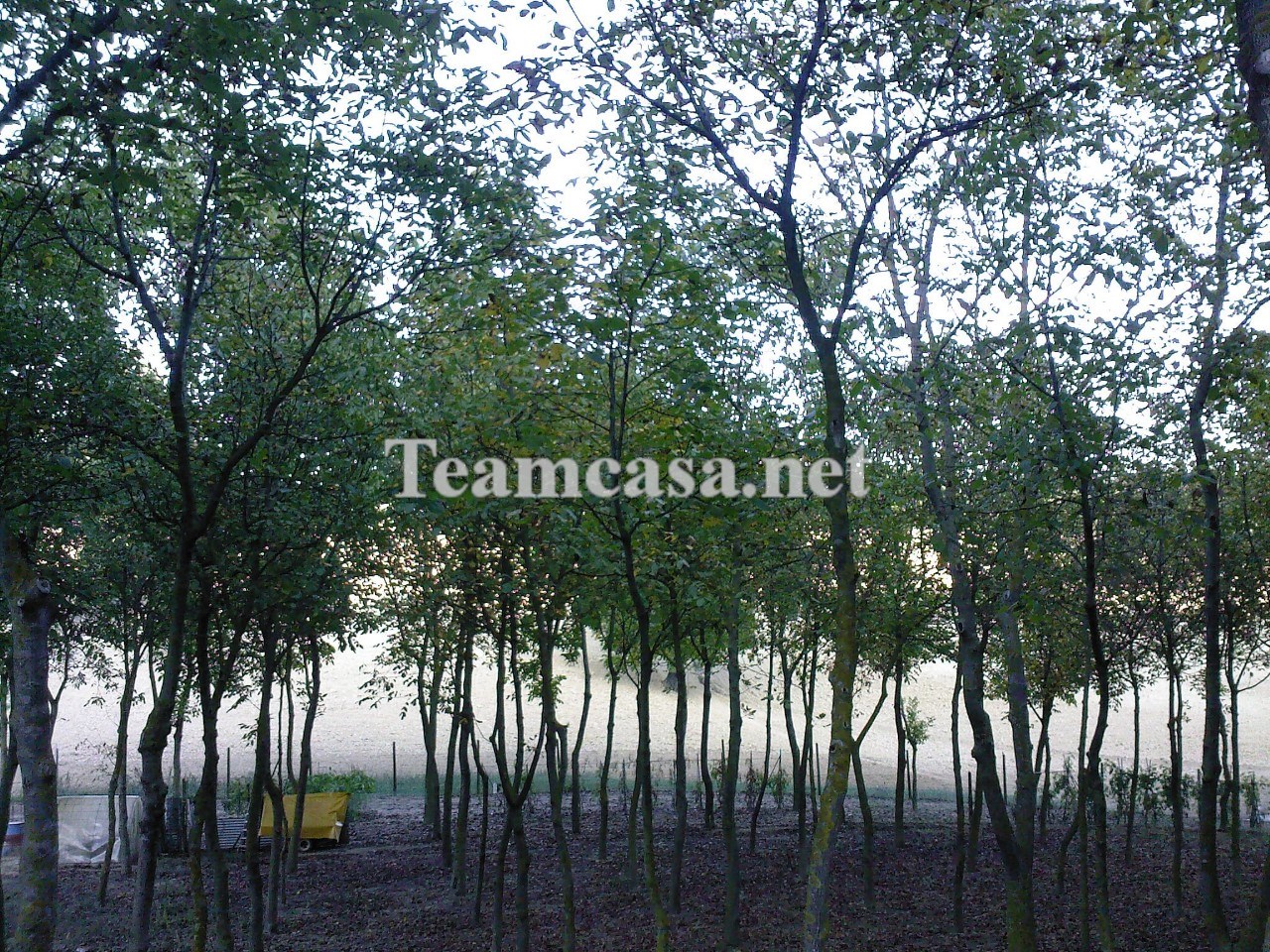 Casa indipendente con giardino a Pesaro