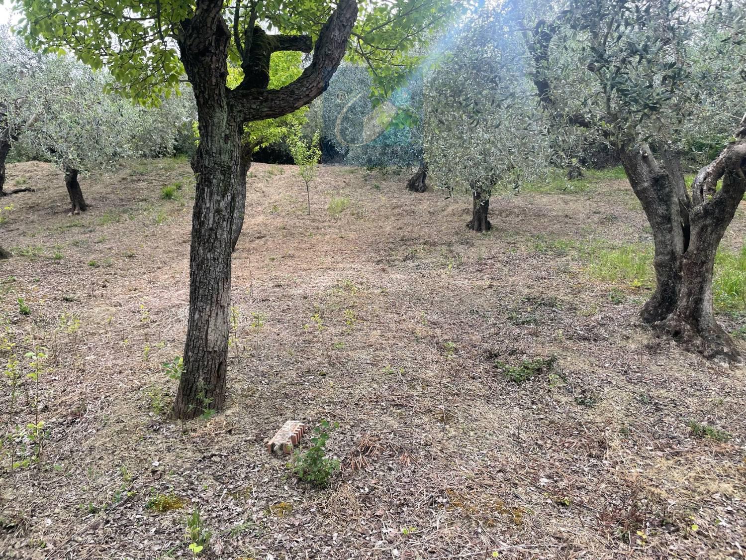 immagine annuncio 1 di 6
