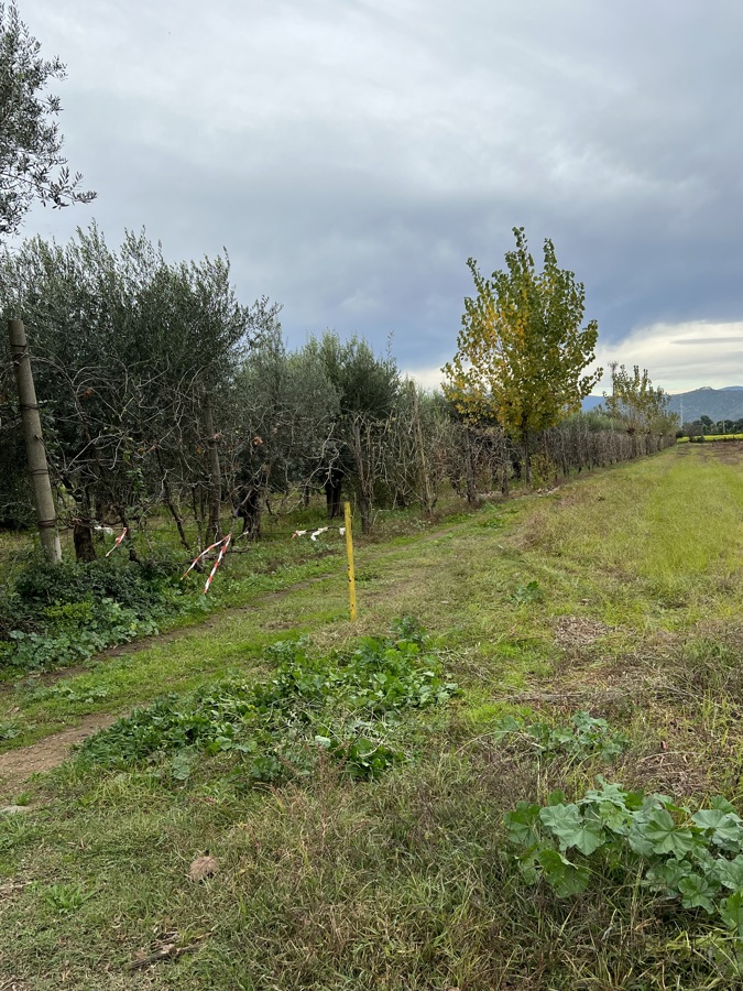 immagine annuncio 6 di 9