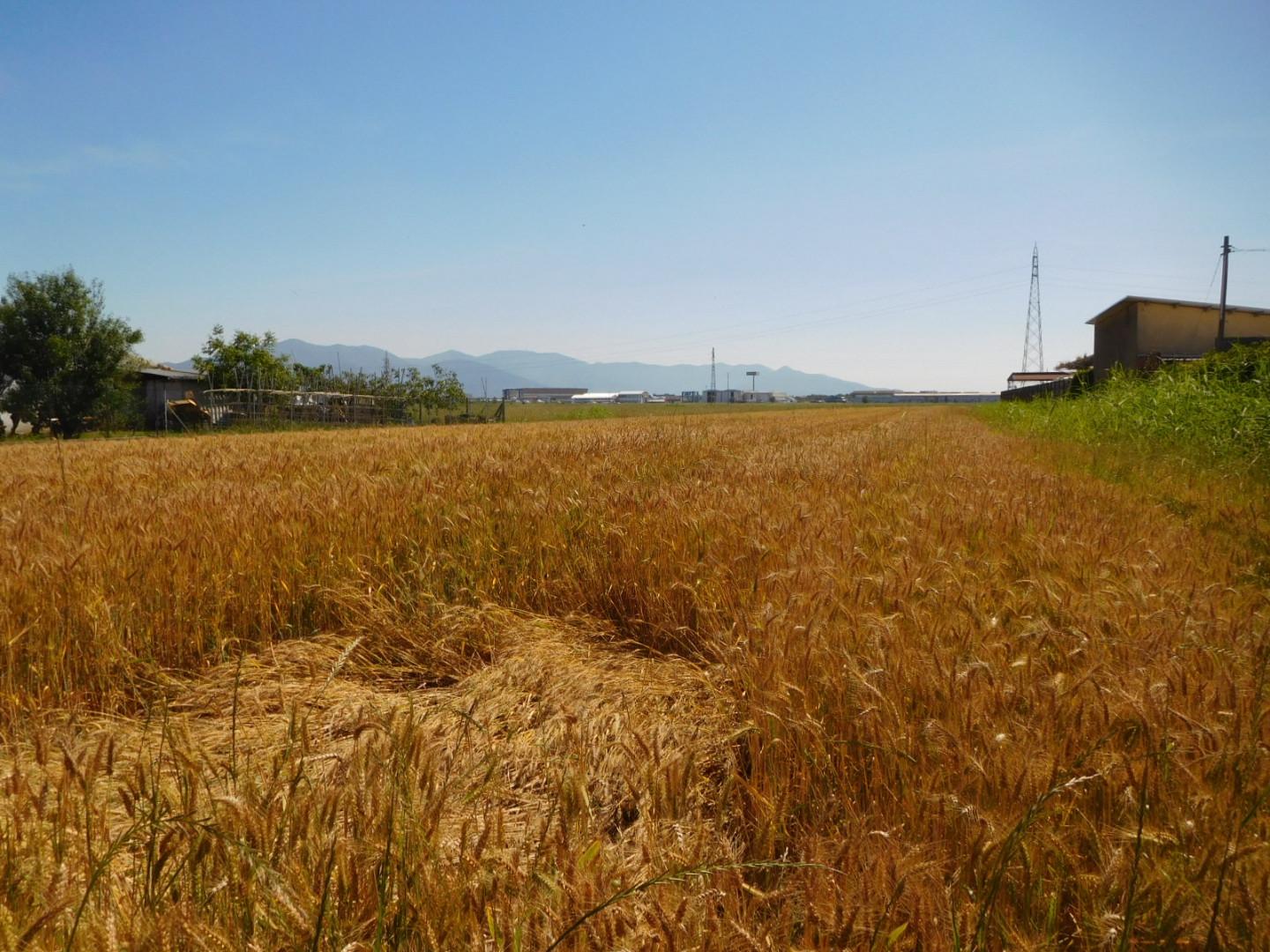 Terreno Agricolo in vendita, Pisa la vettola