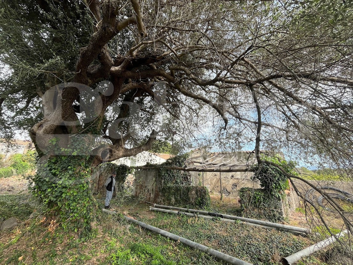 Terreno Agricolo in vendita a Mascali