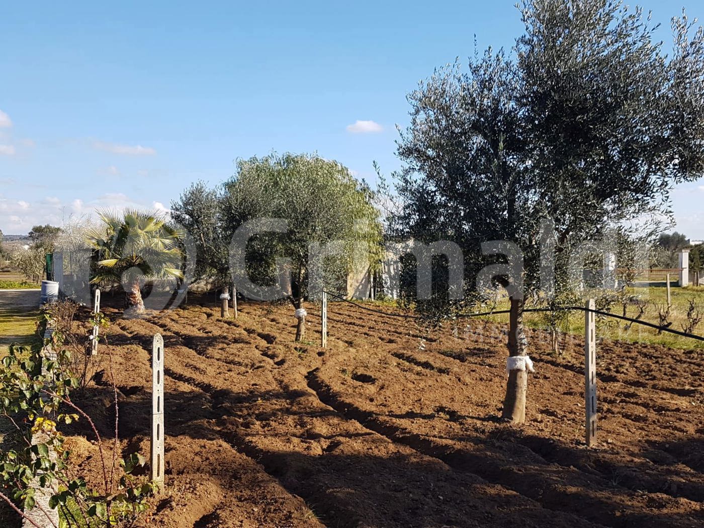 Terreno Agricolo in vendita a Parabita