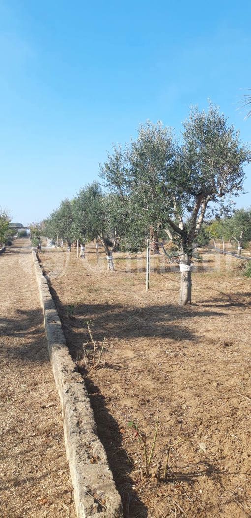 Terreno Agricolo in vendita a Parabita