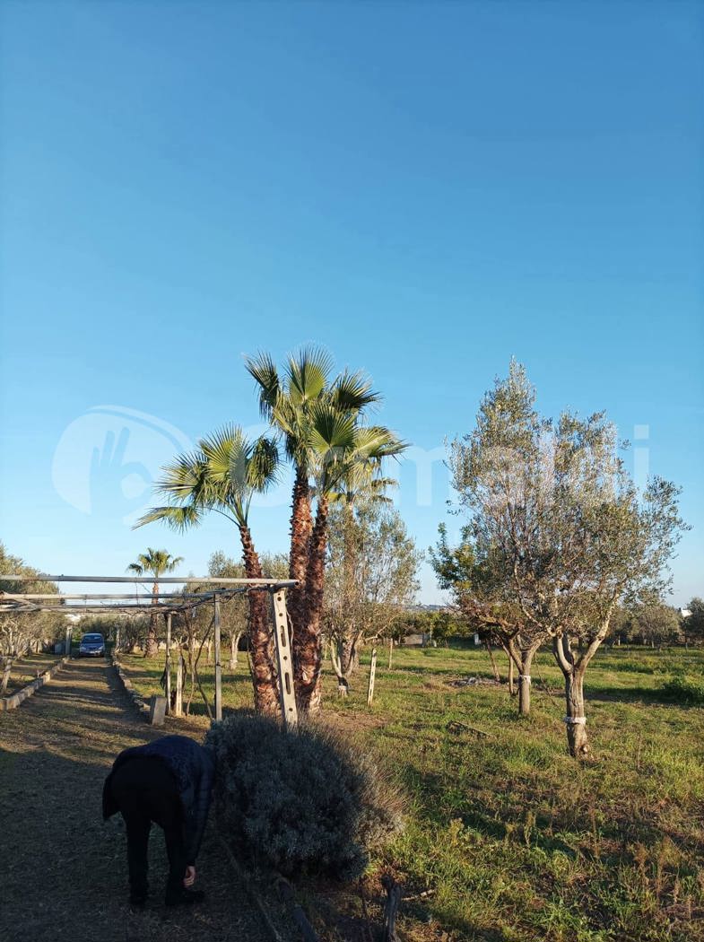 Terreno Agricolo in vendita a Parabita