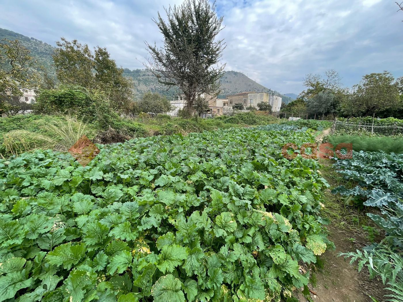 Terreno Agricolo in vendita a Castel San Giorgio