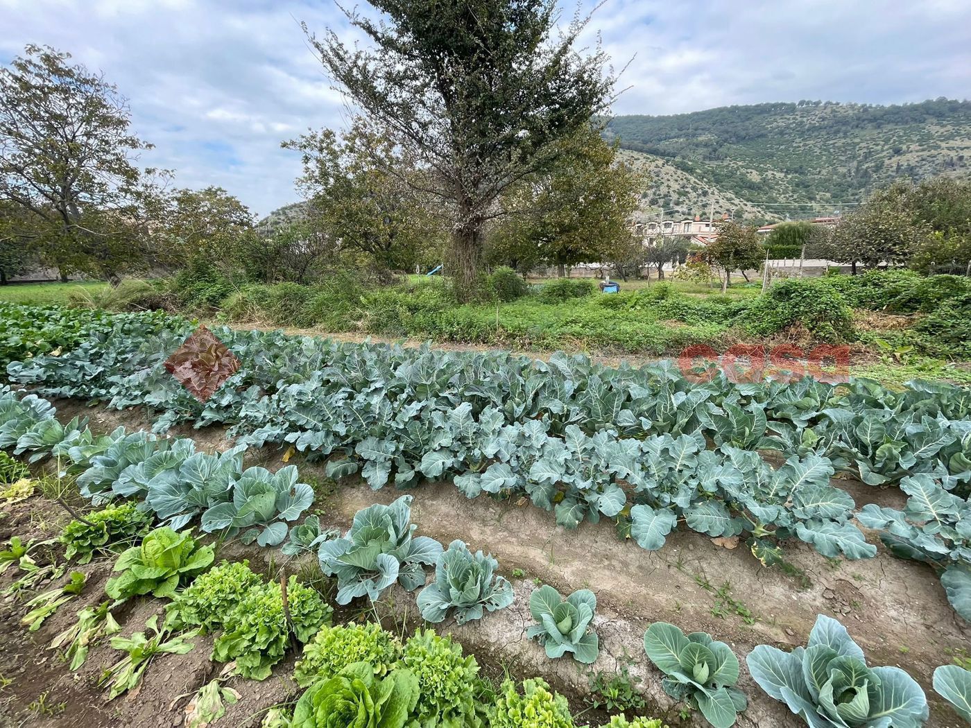 Terreno Agricolo in vendita a Castel San Giorgio
