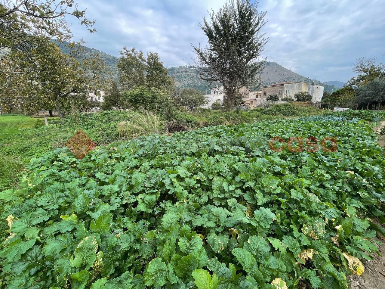 Terreno Agricolo in vendita a Castel San Giorgio