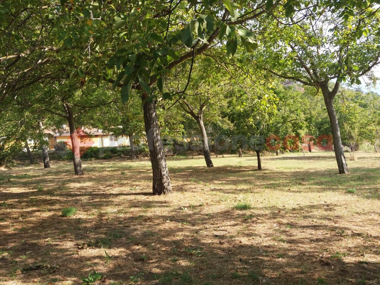 Terreno Agricolo in vendita a Castel San Giorgio