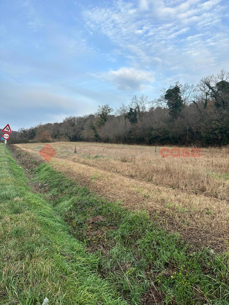 Terreno Agricolo in vendita a Collesalvetti