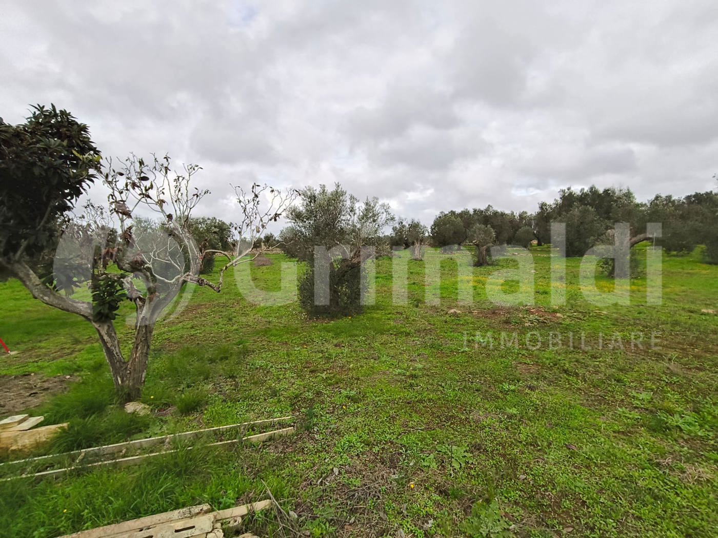 Terreno Agricolo in vendita a Sannicola