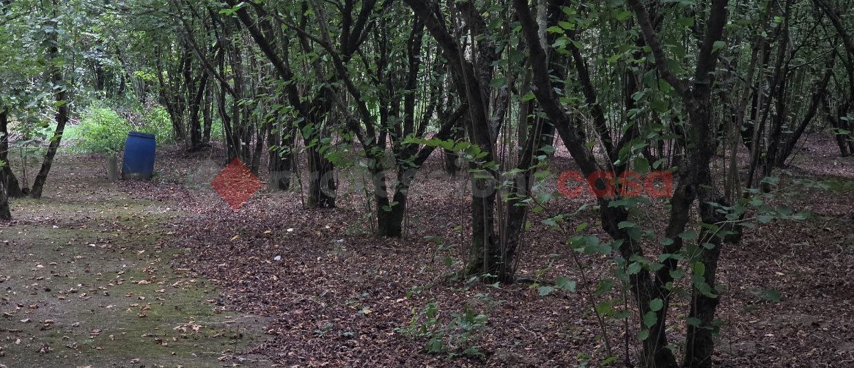 Terreno Agricolo in vendita a Avellino