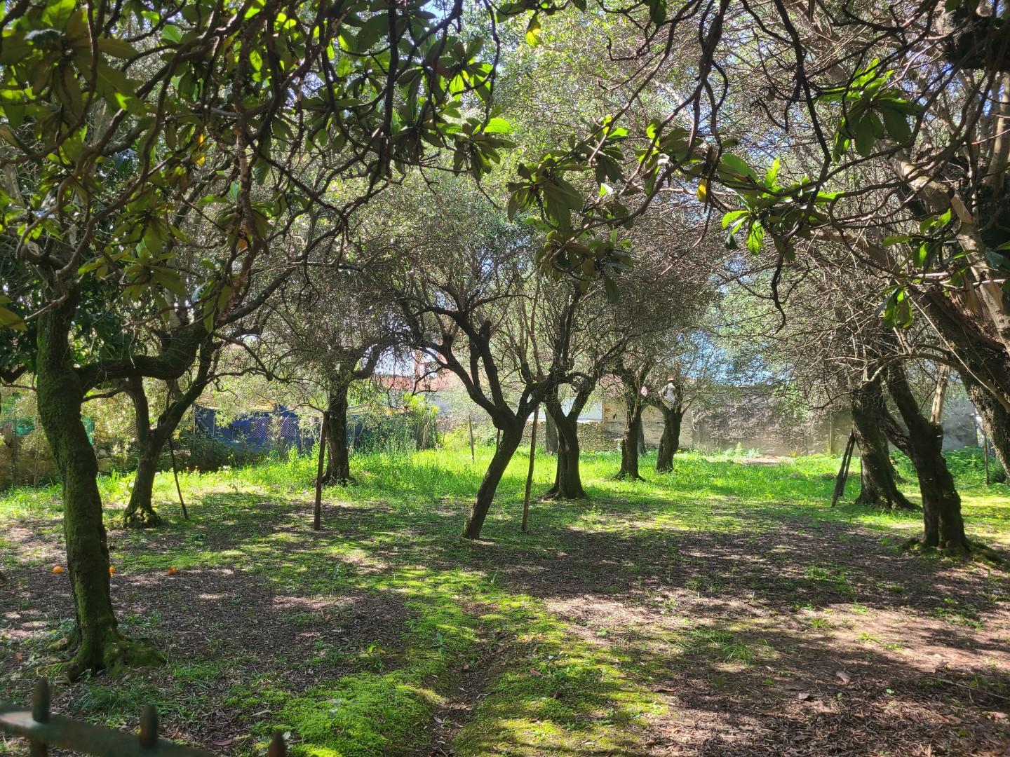 Casa indipendente con giardino, Seravezza pozzi