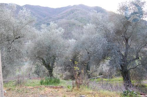immagine annuncio 4 di 8