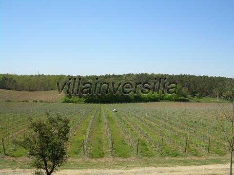 Terreno Agricolo in vendita a Castiglione del Lago