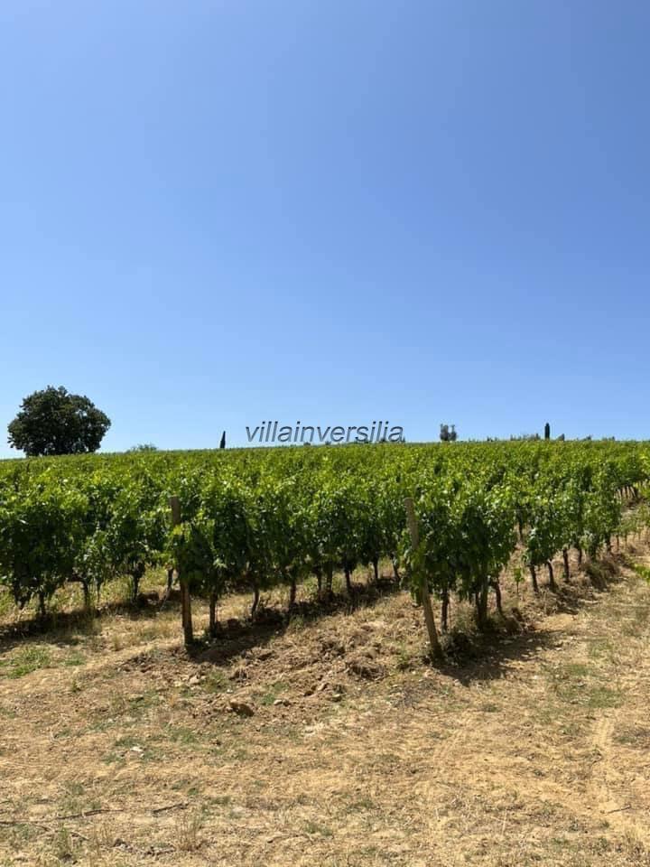 Terreno Agricolo in vendita a Castelnuovo Berardenga