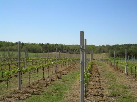 Attivit� commerciale in vendita a Castiglione del Lago