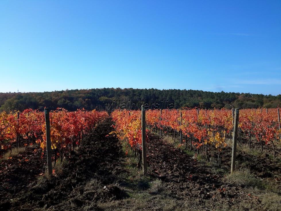 Attivit� commerciale in vendita a Castiglione del Lago
