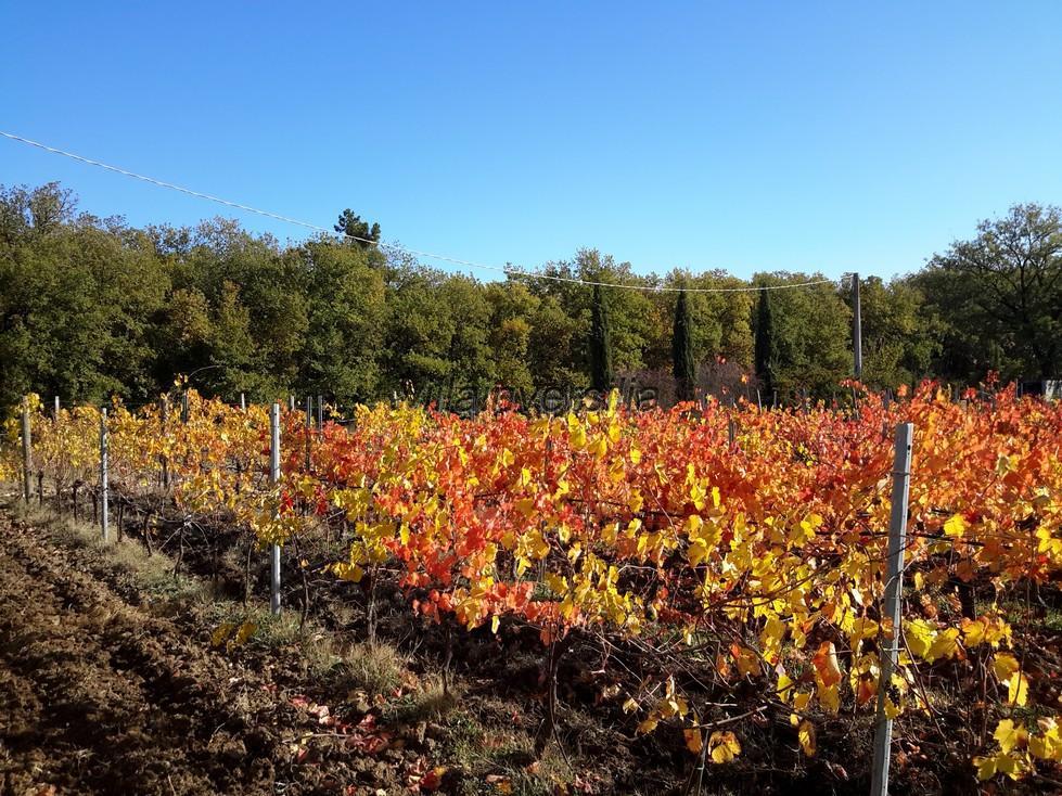 Attivit� commerciale in vendita a Castiglione del Lago